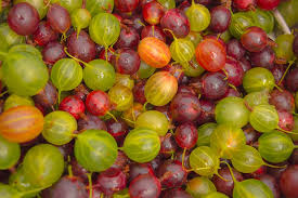 It's a good starting food source, but you should eventually start farming. How To Grow Gooseberries