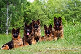 Healthy & potty trained german shepherd puppies. German Shepherd Islamabad Home Facebook
