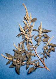 Image result for Amaranthus spinosus