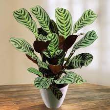 Plant Stand Arizona House Plants Plants Calathea Plant