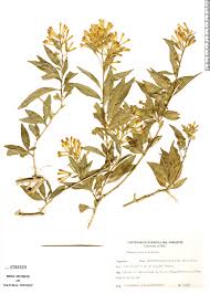 Image result for Cestrum parqui