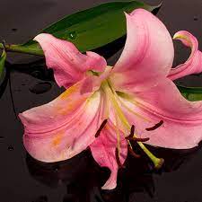 Sorry for your loss flowers gif. Sorry Mom Gifs Get The Best Gif On Gifer