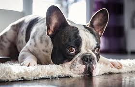 Cette vidéo émouvante montre exactement comment nous devrions toujours nous occuper des chiens plus âgés. Occuper Son Chien 4 Astuces Pour Combler Sa Solitude
