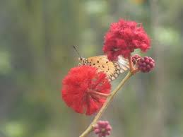 Image result for Acacia pentagona