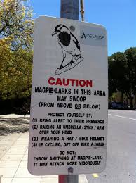 The magpie attacked the cyclist on sunday morning in woonona, 35 miles south of sydney. Diy Anti Magpie Attack Bicycle Helmet Designs Core77