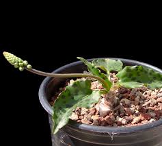 Image result for Drimiopsis maculata