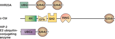 Les services bancaires en ligne de uba vous offrent un accès illimité et sécurisé à votre compte, à tout moment, n'importe où, sur votre ordinateur, tablette, smartphone ou tout autre appareil mobile. Uba Protein Domain Cell Signaling Technology