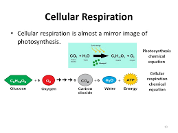 Aerobic, or respiration in the presence of oxygen, and anaerobic, or aerobic respiration requires oxygen as a reactant, and creates energy more efficiently than anaerobic respiration. Write The Chemical Equation For Cellular Respiration And Explain What It Represents Tessshebaylo