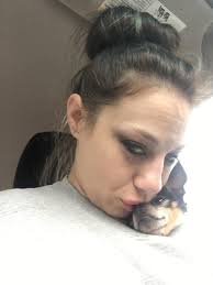 Lost Chihuahua in Greenbrook