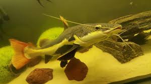 Red Tail Catfish Kirmizi Kuyruklu Kedi Baligi Youtube