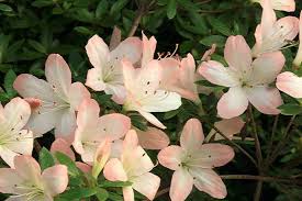 Rhododendron Kimi Maru Azalea 2 3 Tall And Wide Part Sun Azaleas Rhododendron Shrubs