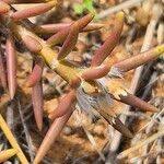 Image result for Portulaca foliosa