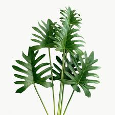 Fresh Green Philodendron Xanadu Leaves Transparent Png Free Image By Rawpixel Com Teddy Rawpixel In 2020 Philodendron Fresh Green Tree Interior