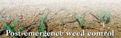 The only place you can find post is at a fertilizer /chemical house. Post Emergence Weed Control