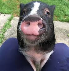 You love u2, so why not? Pig Names The 500 Most Popular Male And Female Pig Names
