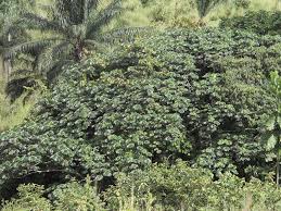 Image result for Musanga