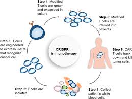 Dna testing is to justice what the telescope is for the stars; Applications Of Genome Editing Technology In The Targeted Therapy Of Human Diseases Mechanisms Advances And Prospects Signal Transduction And Targeted Therapy
