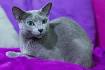 Russian Blue Breeders - breedlist