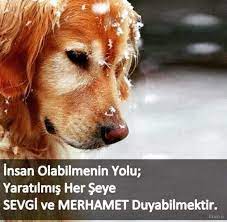 untitled hayvan sozleri hayvanlar hayvan haklari