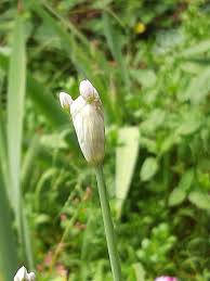 Image result for Nothoscordum borbonicum