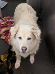 Lost German Shepherd near Happy Valley & Pima