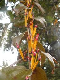 Image result for Agelanthus