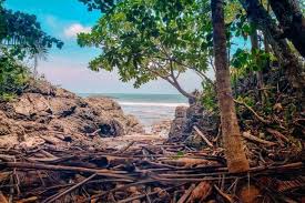 Image result for Nicolasia costata