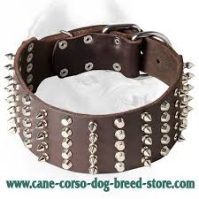 Get the best deals on alfani black leather handbag and save up to 70% off at poshmark now! 3 Inch Leather Cane Corso Collar With Spikes And Studs Cane Corso Dog Harness Cane Corso Dog Muzzle Cane Corso Dog Collar Dog Leash 2021 Buy Now