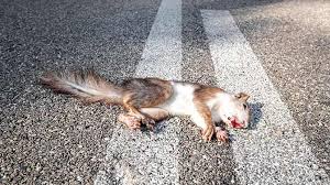See more of suicidal squirrels on facebook. Why Do Squirrels Jump In Front Of Cars Stop In The Road