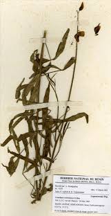 Image result for Crotalaria ochroleuca