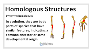 Which One Is Not An Example Of Analogous Structures