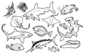 Sea Animals Pictures Names Via Vintage Sea Animals Drawings Aquatic Animals Pictures Sea Creatures Drawing