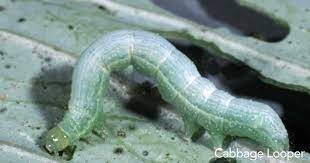 Bed bugs are tiny wingless pests that live off human blood. Control Cabbage Looper Caterpillar Worms 15 Tips How To Get Rid Of Them