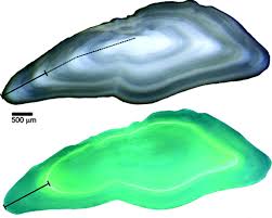 Código civil artículo 1350 colombia. 925eozqj8trgum