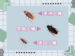 The site owner hides the web page description. èŸ'èž‚å–œæ¬¢è—åŒ¿åœ¨å®¶é‡Œä»€ä¹ˆåœ°æ–¹ å­¦ä¼šè¿™å‡ æ‹›è½»æ¾å'Šåˆ« å°å¼º