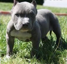 Ckc Blue Nose Pitbull Puppy For Sale 6 Weeks Old Santa Fe Blue Nose Pitbull Puppies Pitbull Dog Puppy Pitbull Puppies For Sale