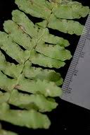 Image result for Arthropteris palisotii