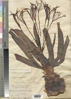 Image result for Ammocharis tinneana