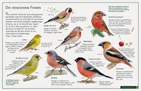 Der schweizer comedian alain frei tut sich finken an die füße! Finken Aus Unserer Region Vogelposter Im Kinderpostershop Kaufen