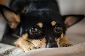 400 Popular Female Dog Names That Start With L In 2020 Dog Names Female Dog Names Popular Female Dog Names