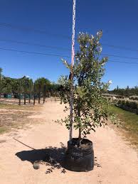 Image result for Brachylaena discolor