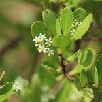 Image result for Lumnitzera racemosa