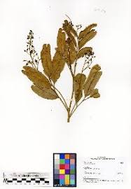 Image result for Haplocoelum inoploeum