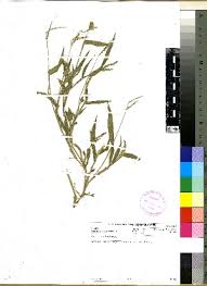 Image result for Urochloa villosa