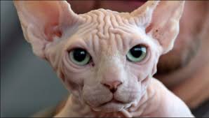 Kucing bulu pendek britania merupakan ras tertua yang diyakini ada hubungannya dengan bangsa romawi yang pernah menjajah britania. Wanita Terkejut Kucing Jenis Sphynx Yang Dibeli Adalah Kucing Biasa Yang Dicukur Bulunya Kisah Dunia