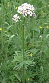 Image result for Valerianaceae