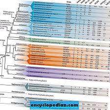 Maybe you would like to learn more about one of these? Genomik Evolusi Ragi Ulasan Semula Genetik Ulasan Genetik 2021