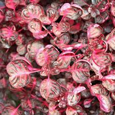 Image result for Iresine