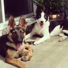 Check spelling or type a new query. German Shepard Husky Border Collie Mix Friends Animals Collie Mix Furry Friend