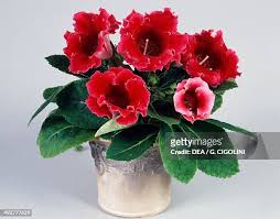 Image result for Gesneriaceae